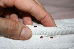 Punaises de lit adulte sur un matelas